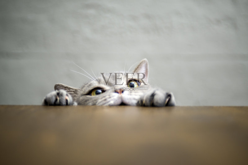 大眼睛调皮的肥胖猫在木桌上露出爪子正版图片素材