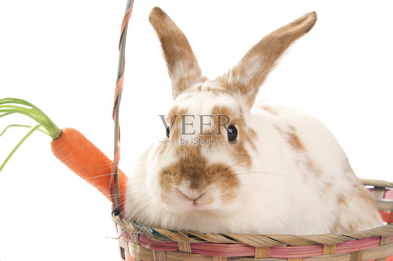 篮子里的兔子正版图片素材