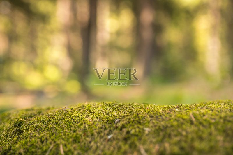 绿色森林背景正版图片素材