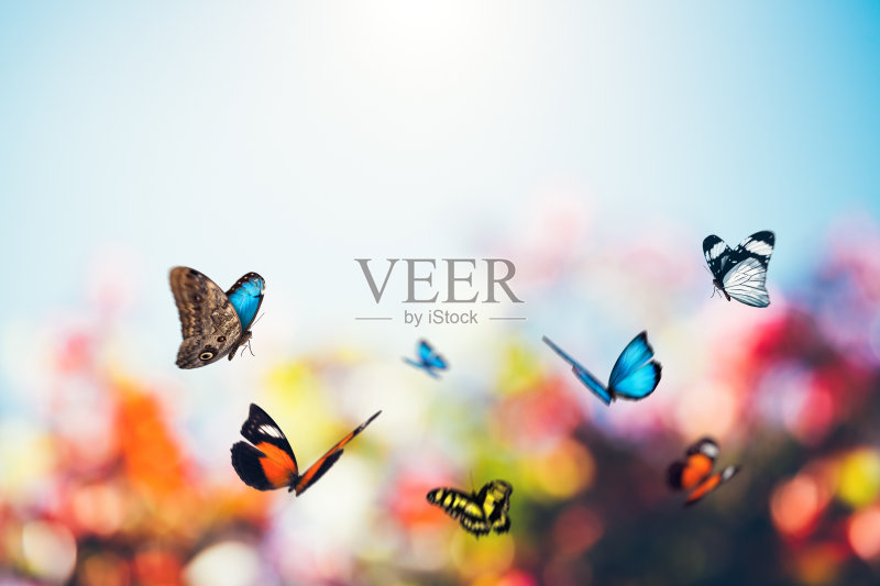 蝴蝶乐园正版图片素材