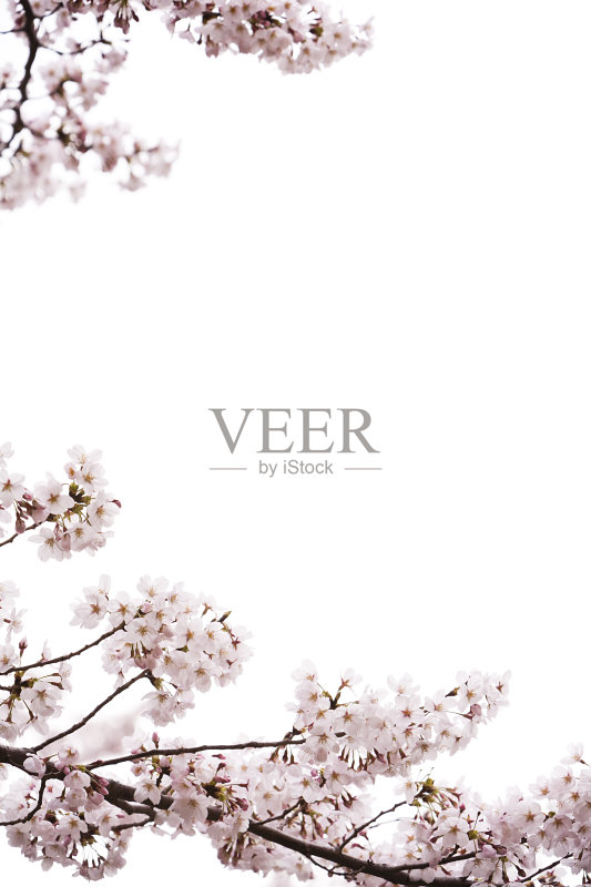 樱花正版图片素材