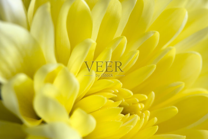 黄色的菊花正版图片素材