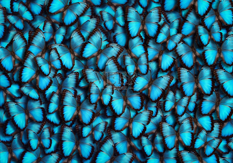 蓝色全景蝴蝶背景正版图片素材