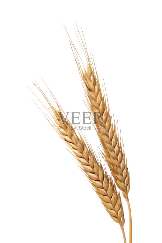 小麦正版图片素材