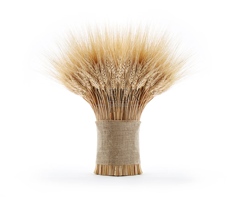 捆小麦正版图片素材