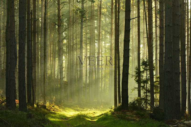 日出时,阳光穿过松树林正版图片素材