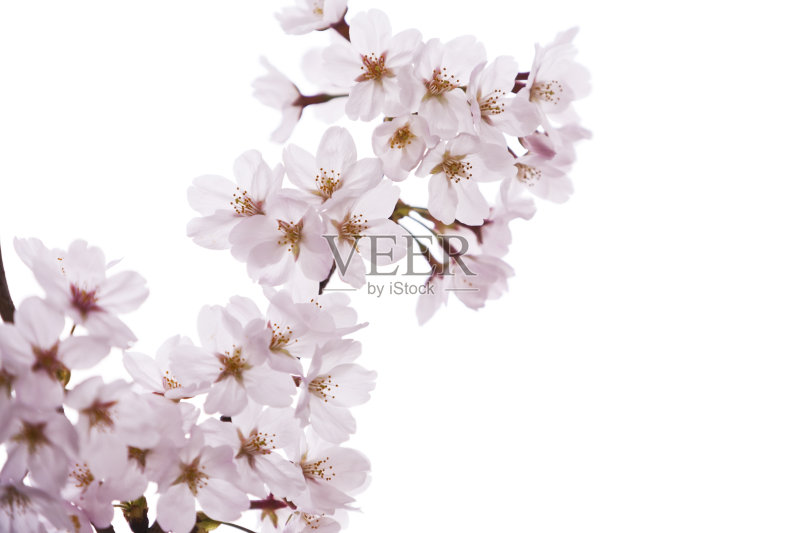 白色的樱花正版图片素材