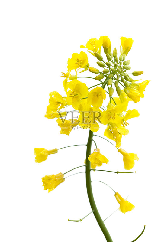 油菜在白正版图片素材