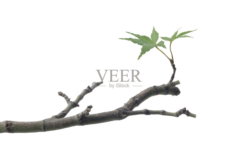 春天与路径正版图片素材