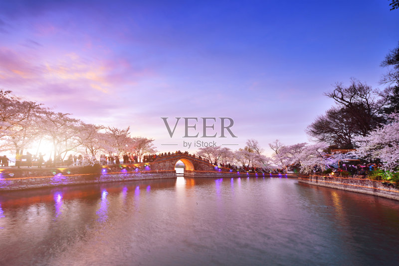 樱花茂盛的开放季节正版图片素材