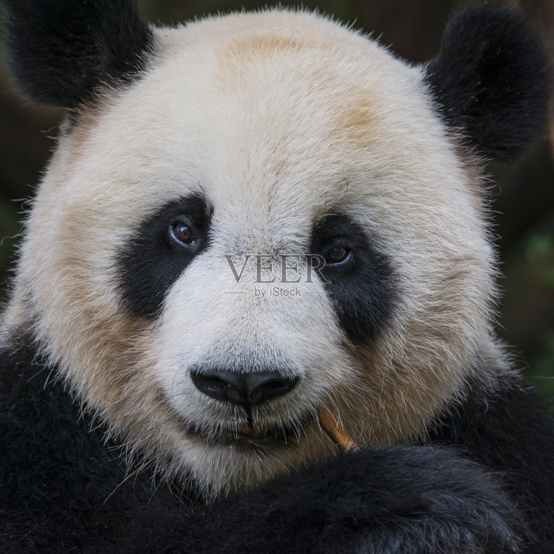 大熊猫(Ailuropoda melanoleuca)的特写正版图片素材