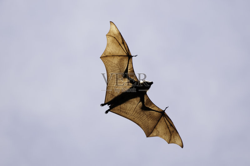 飞狐-蝙蝠正版图片素材