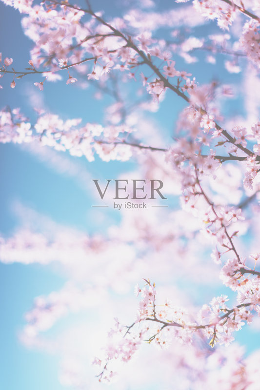 樱桃树开花正版图片素材