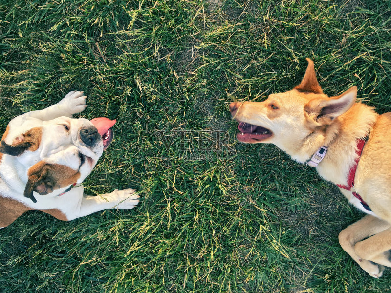 两只狗在草地上玩耍,中间是抄写空间正版图片素材