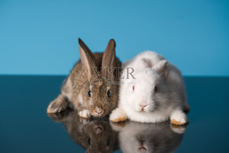 两个坐着的兔子正版图片素材