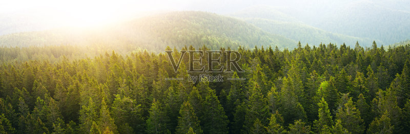 全景鸟瞰图宽敞的松林在日出正版图片素材