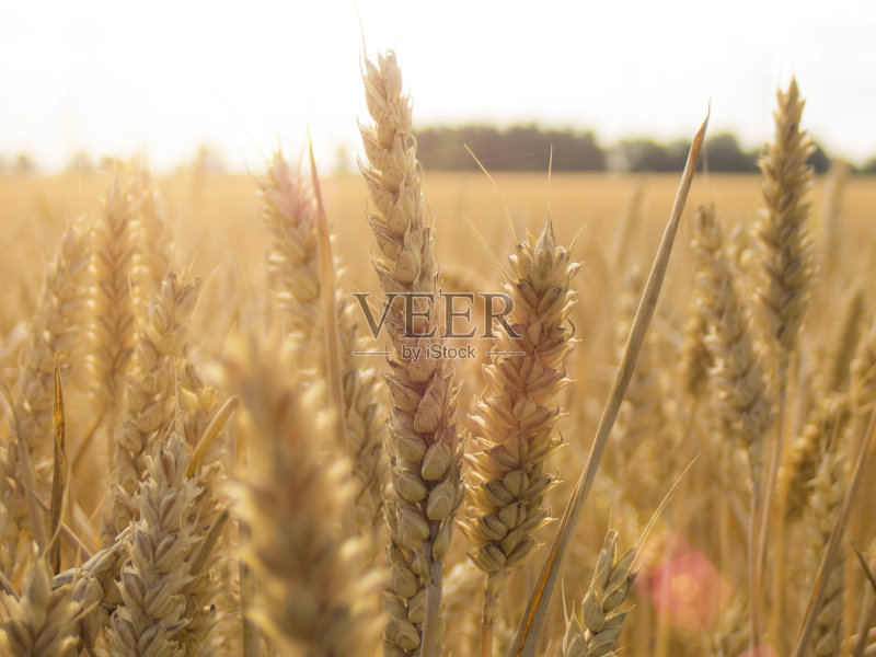 天空下的麦田正版图片素材
