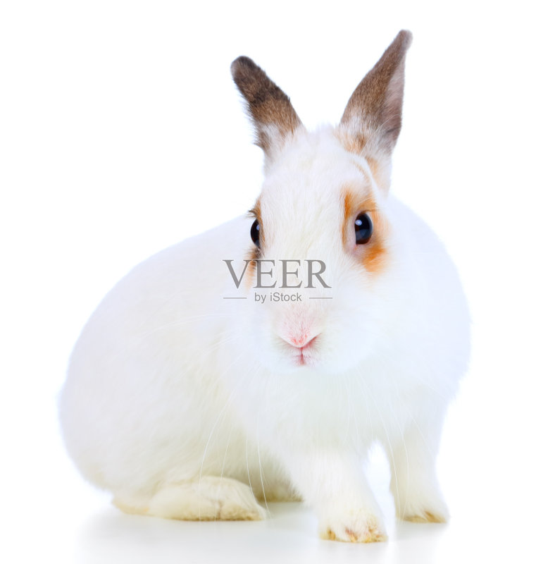 白兔正版图片素材