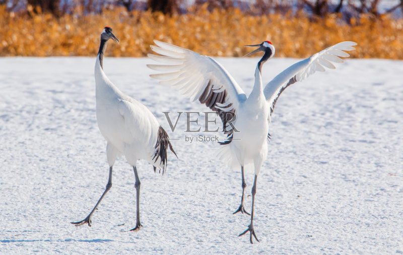 日本的起重机正版图片素材