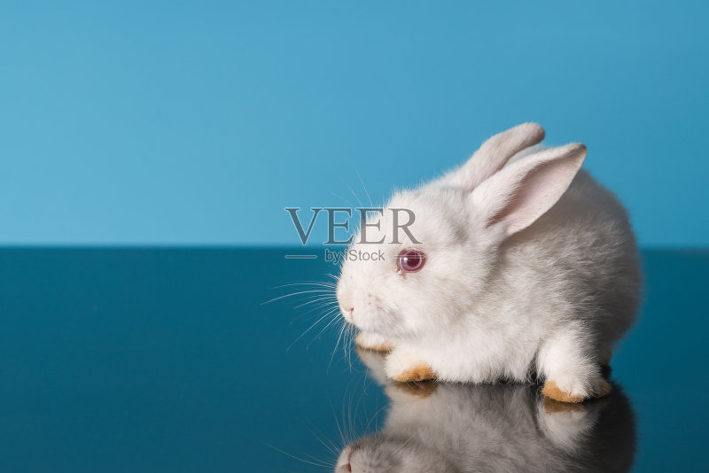 坐着的兔子正版图片素材