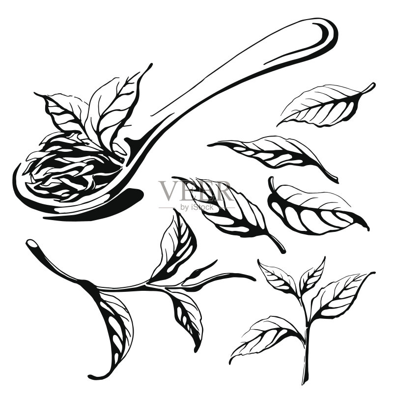 收集茶叶。正版插画素材