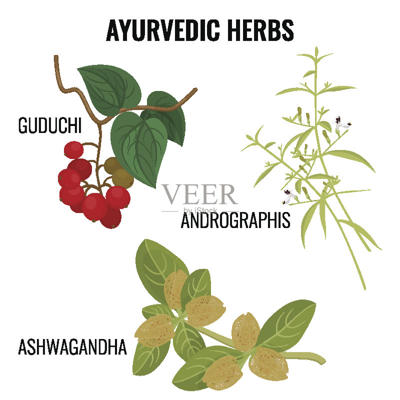 阿什瓦干达,古地瓜,穿心莲开花植物真实感矢量插图正版元素素材