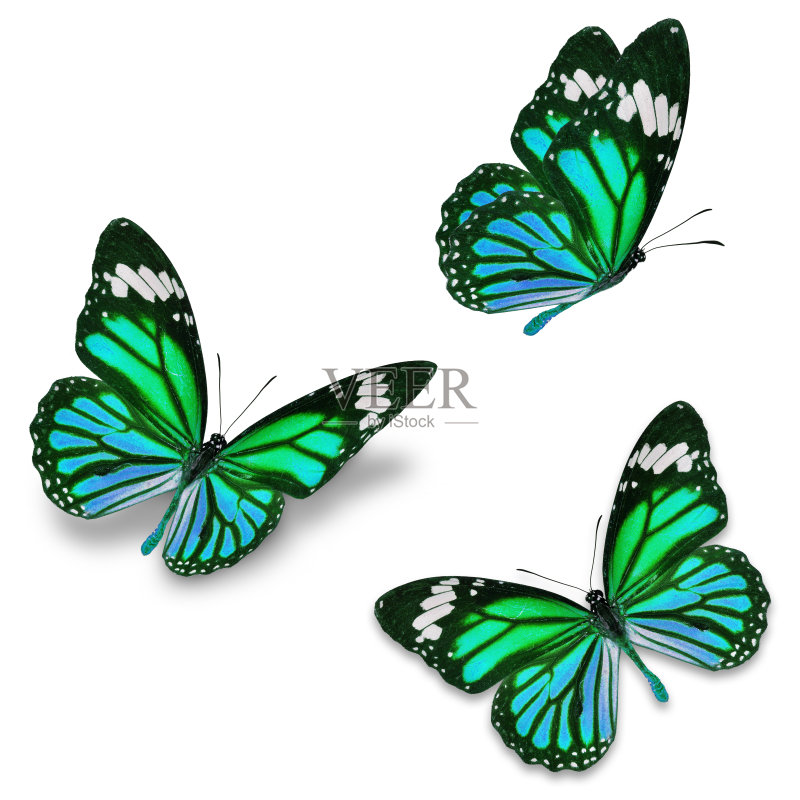 三个黑脉金斑蝶正版图片素材