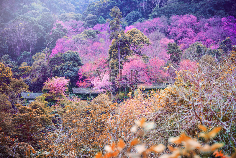 背景自然自然的山景。花儿cerasoides。正版图片素材