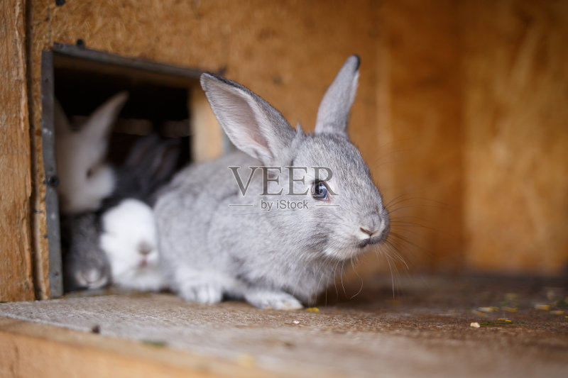 可爱的小兔子在农场的大木笼子里正版图片素材
