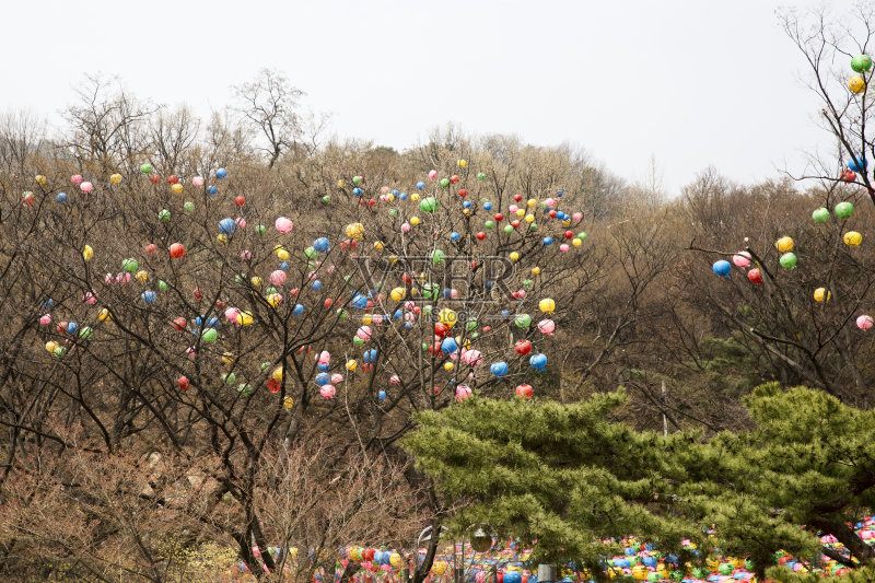 佛的生日纸灯笼挂在一棵树上——韩国首尔的Gilsangsa(寺庙)正版图片素材