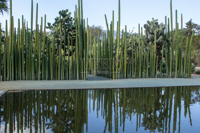 人工池塘反映仙人掌在瓦哈卡,墨西哥正版图片素材