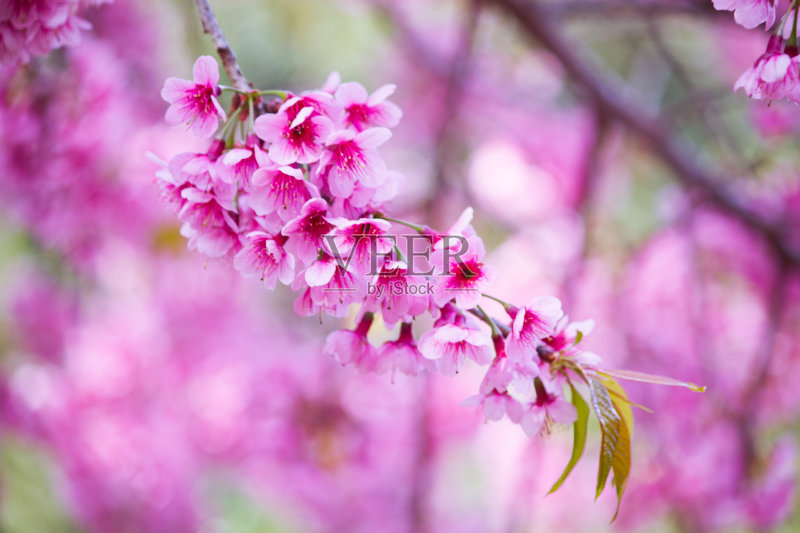 粉红色的樱花正版图片素材