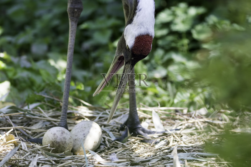 满洲(丹顶鹤,日本)鹤。鸟窝里有蛋的珍禽正版图片素材