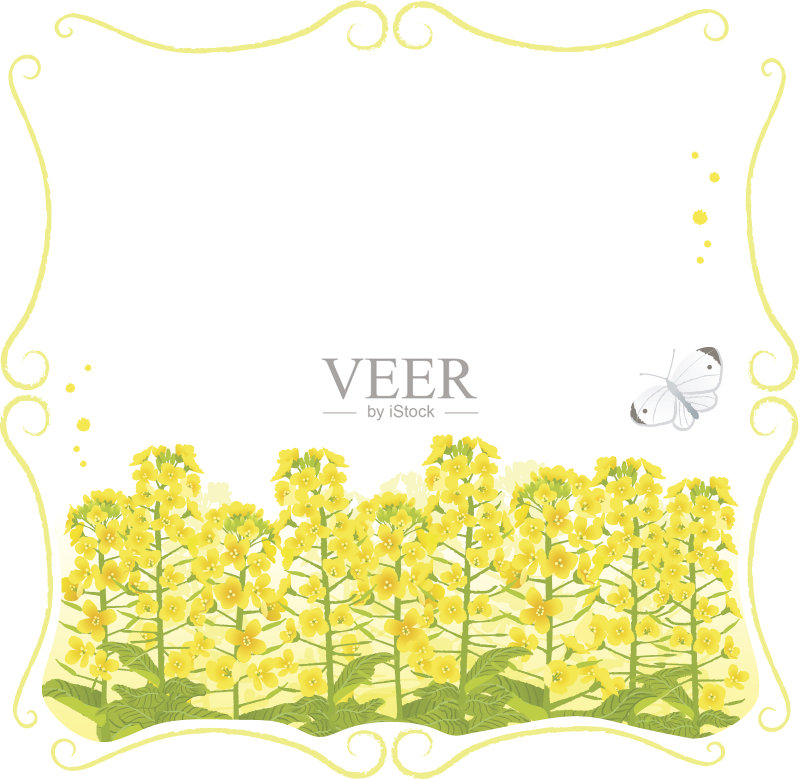 框油菜花与复制空间正版插画素材