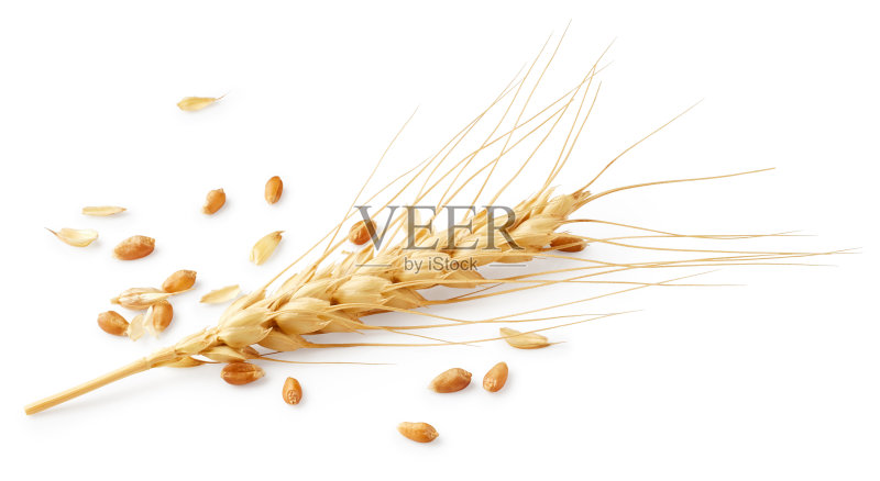 耳朵的小麦正版图片素材