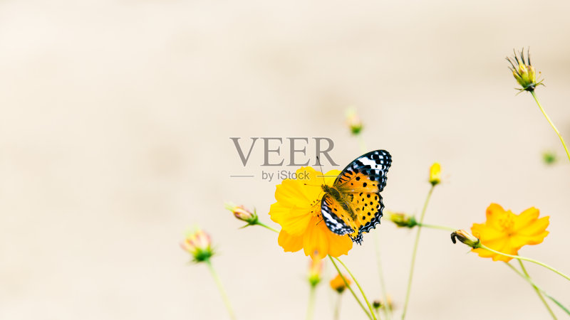 田野里雏菊上的蝴蝶正版图片素材