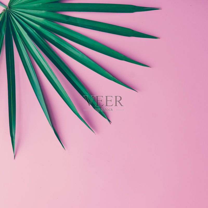 淡粉色背景上的热带树叶。最小的概念。平的。正版图片素材