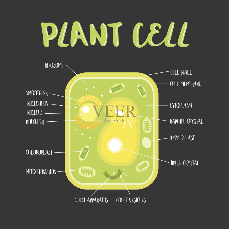 植物细胞内部插画图片素材