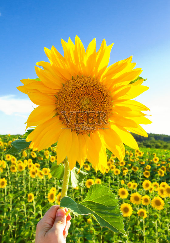 手里的向日葵正版图片素材