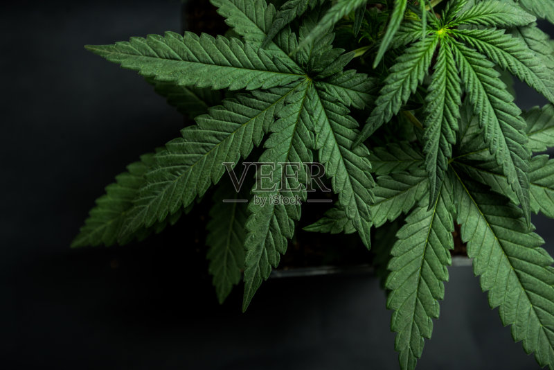 大麻叶正版图片素材