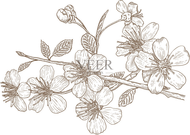 樱花插画正版插画素材