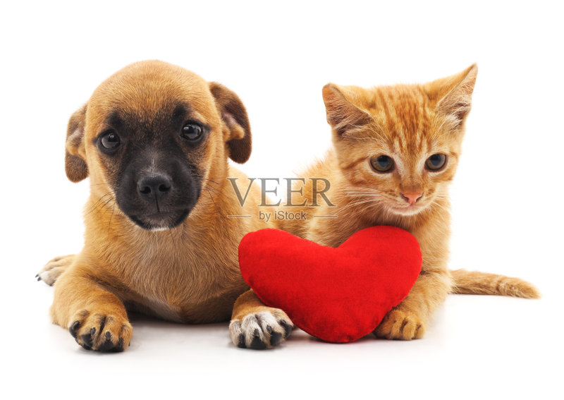 小狗和小猫用心。正版图片素材