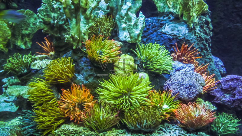 公共水族馆里五颜六色的触须海葵正版图片素材