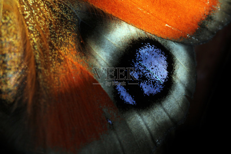 蝴蝶特写正版图片素材