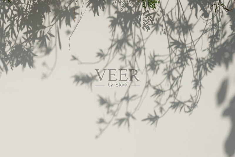 墙上的树影。正版图片素材