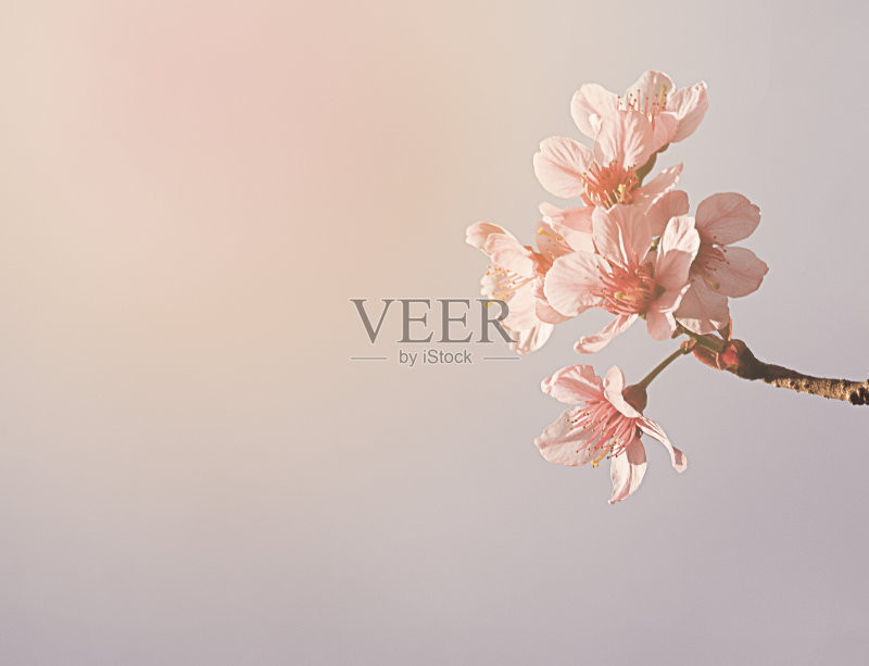 柔焦点樱花或樱花在自然背景正版图片素材
