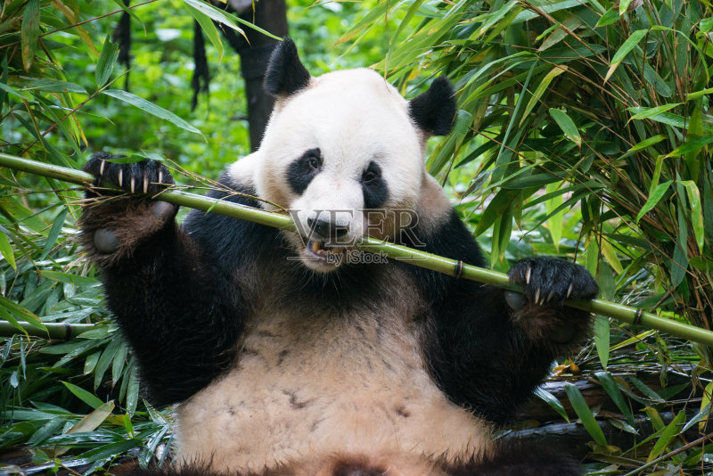 熊猫吃竹子正版图片素材