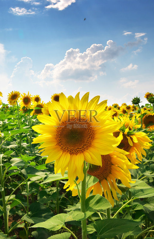 草地上的向日葵正版图片素材