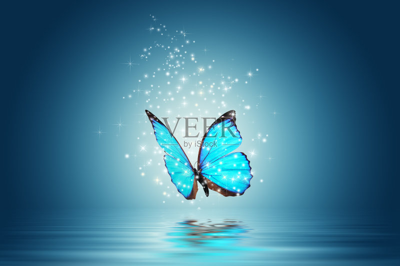 蝴蝶正版图片素材