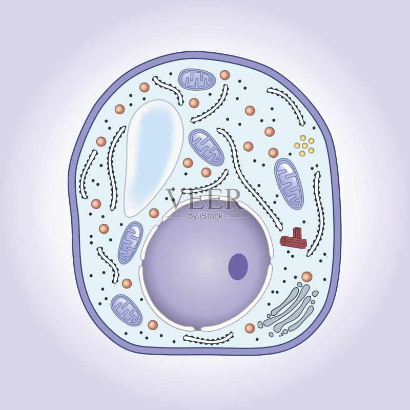 蘑菇细胞横截面结构生物学插画图片素材